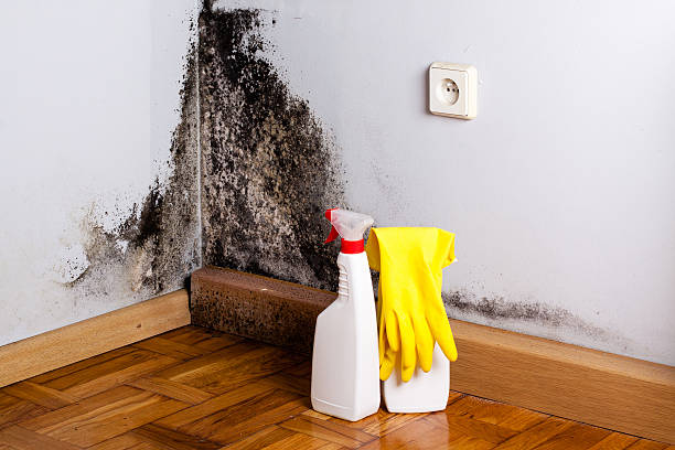 Trusted Spring Valley, NY Mold Removal Experts